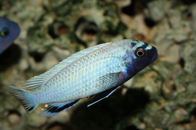Pseudotropheus sp. 'polit' Lion's Cove